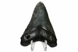 Fossil Megalodon Tooth - South Carolina #164967-2